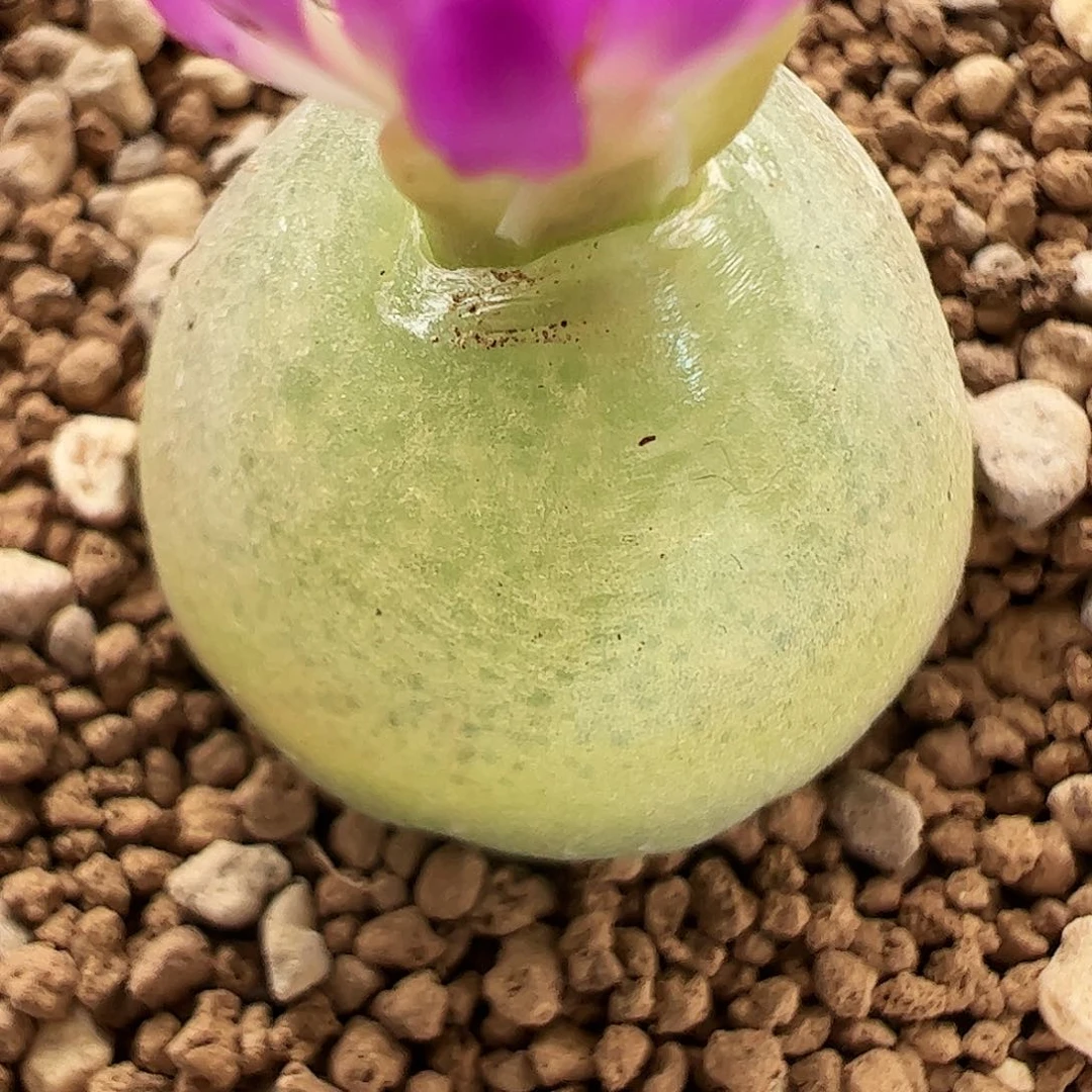 灯泡开播福利03多肉植物福利