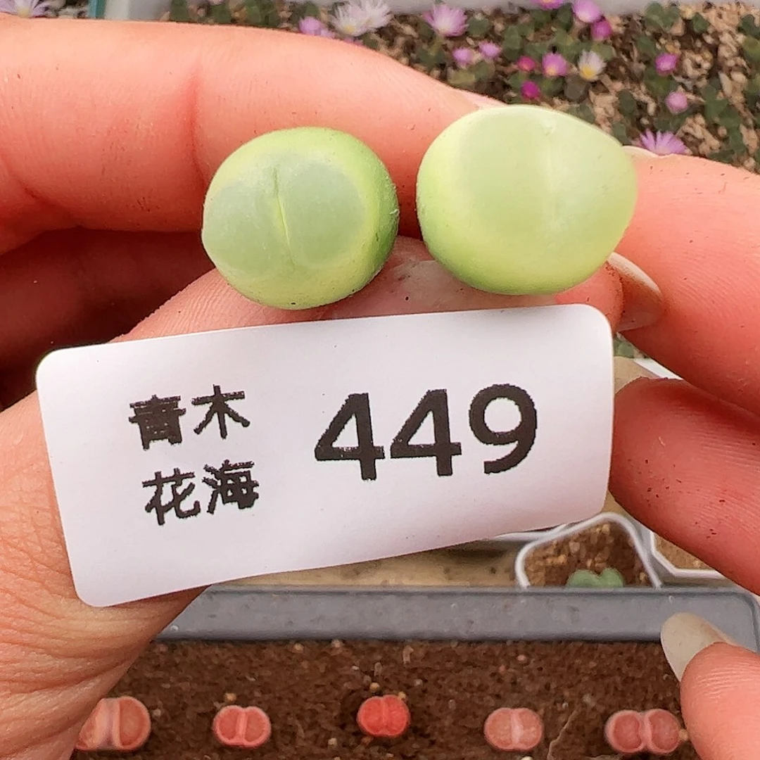 多肉植物福利449