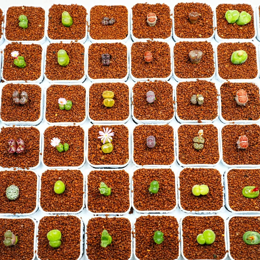 【肉锥48颗组合混发】多肉植物新手套装48颗肉锥阳台绿植好养易活