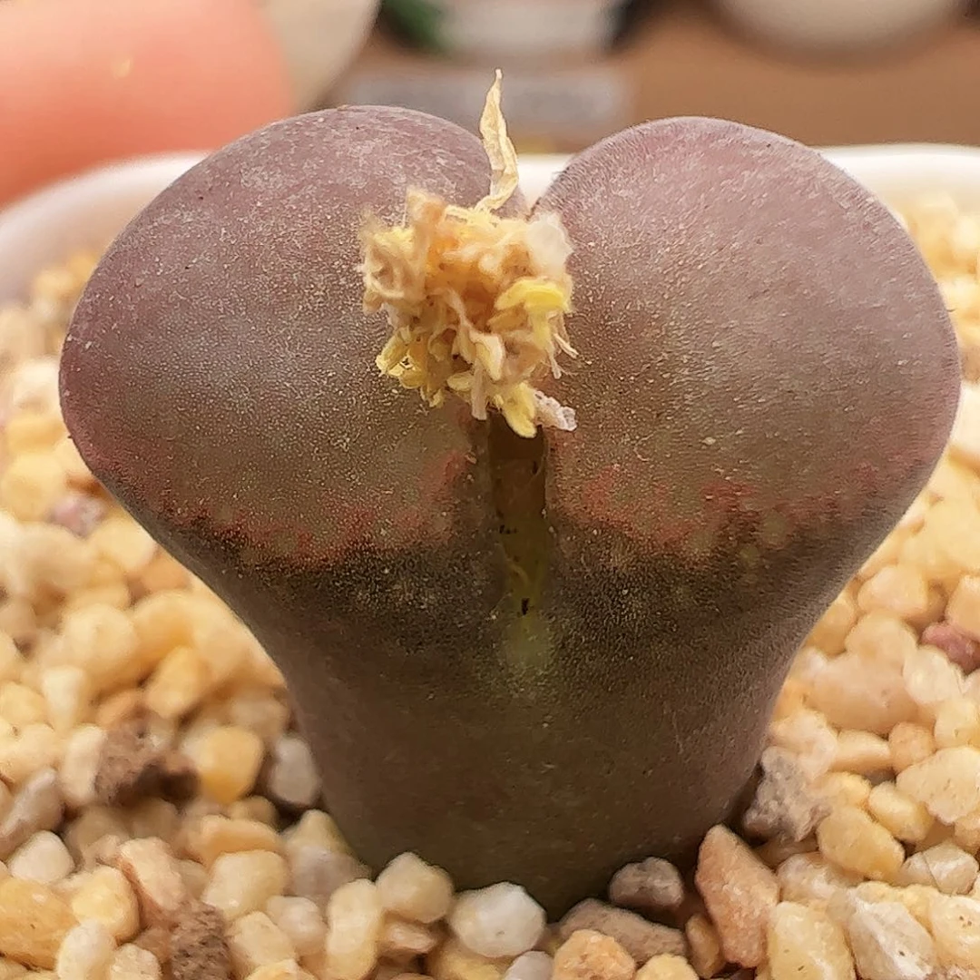 Pnsp红风铃高低窗福利出340号