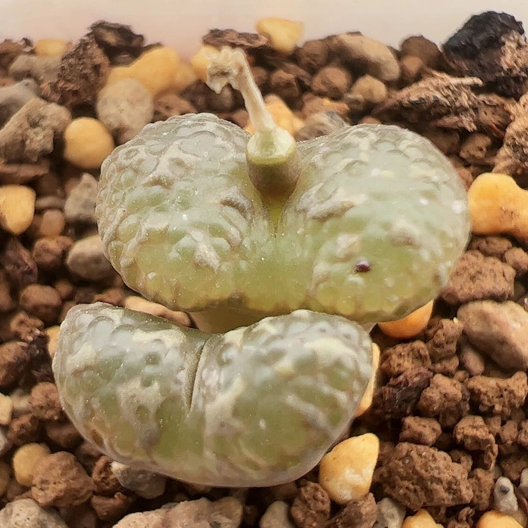 泡泡勋章198号福利特价