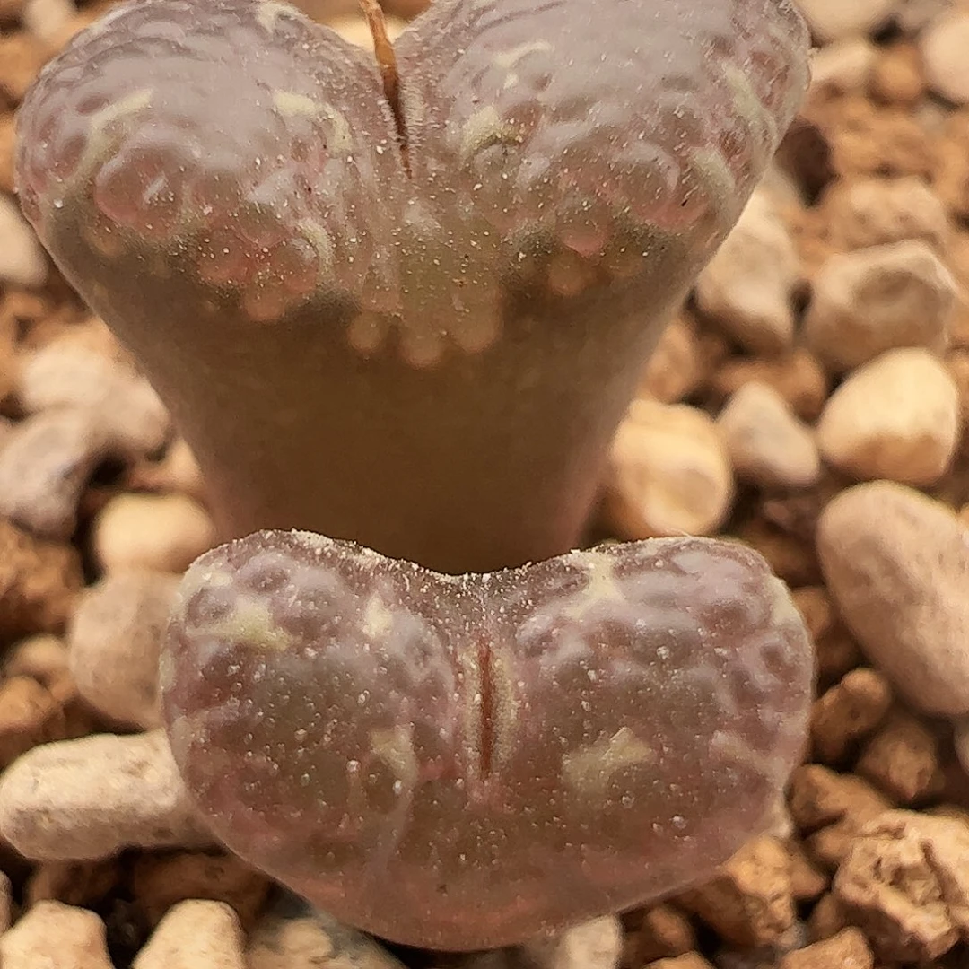 泡泡勋章福利特价264号肉锥