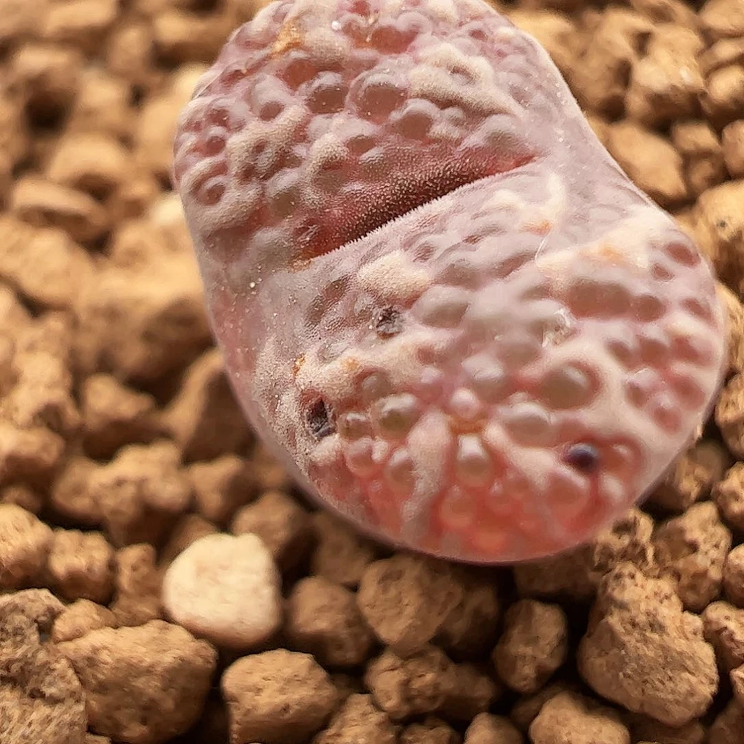 泡泡勋章56号肉锥