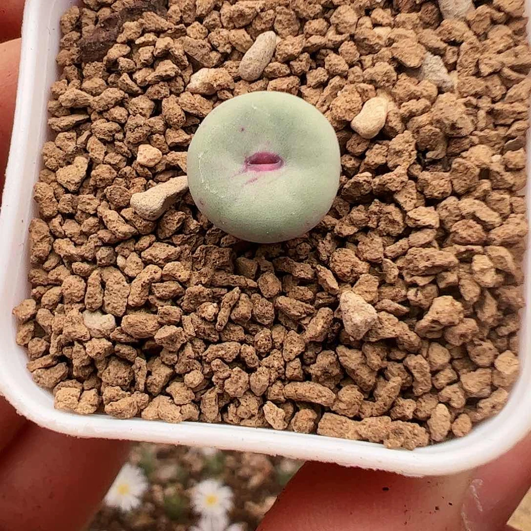 福利小红嘴274号肉锥