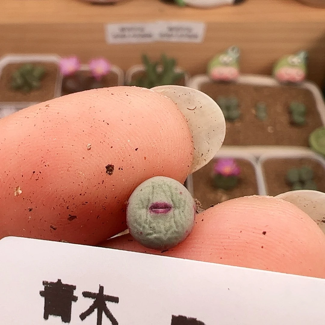 贝特分小红嘴229号。