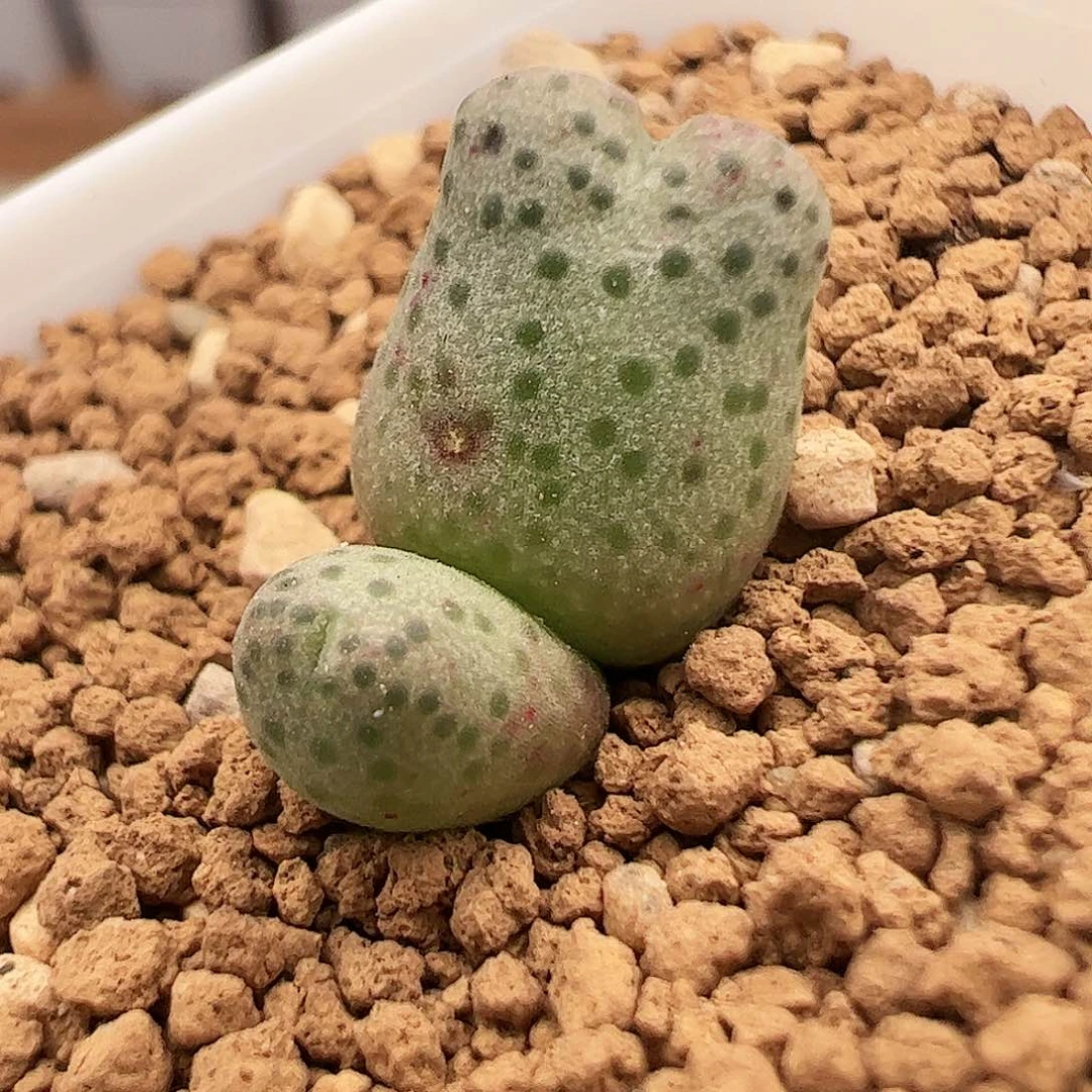 胖墩墩斑马288号肉锥福利