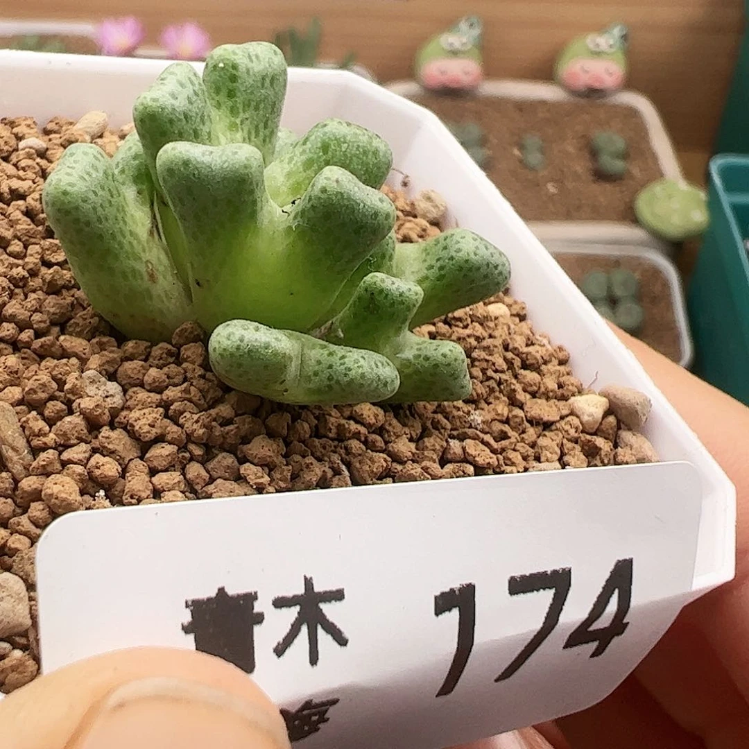 鹿角斑马下播福利174号肉锥