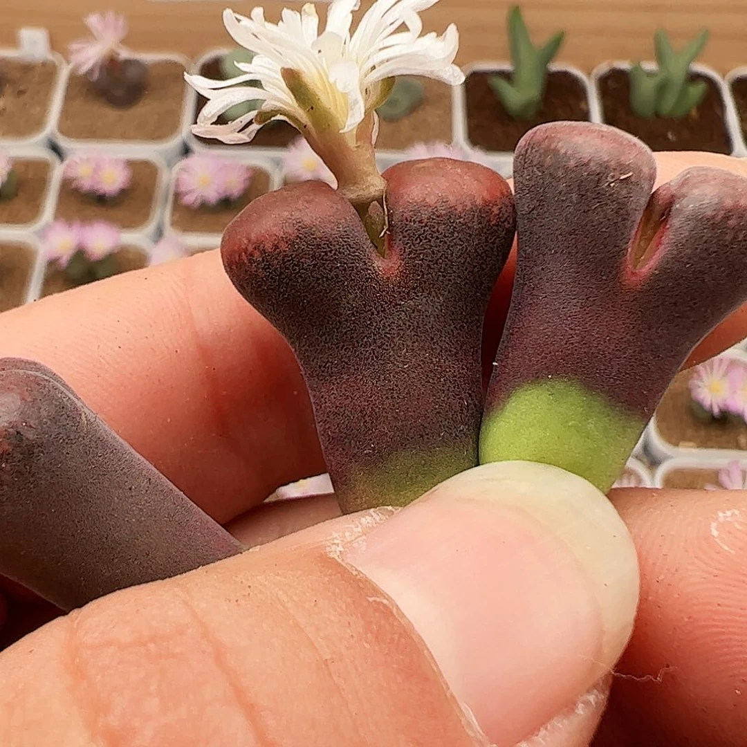 草莓蛋糕31多肉植物福利