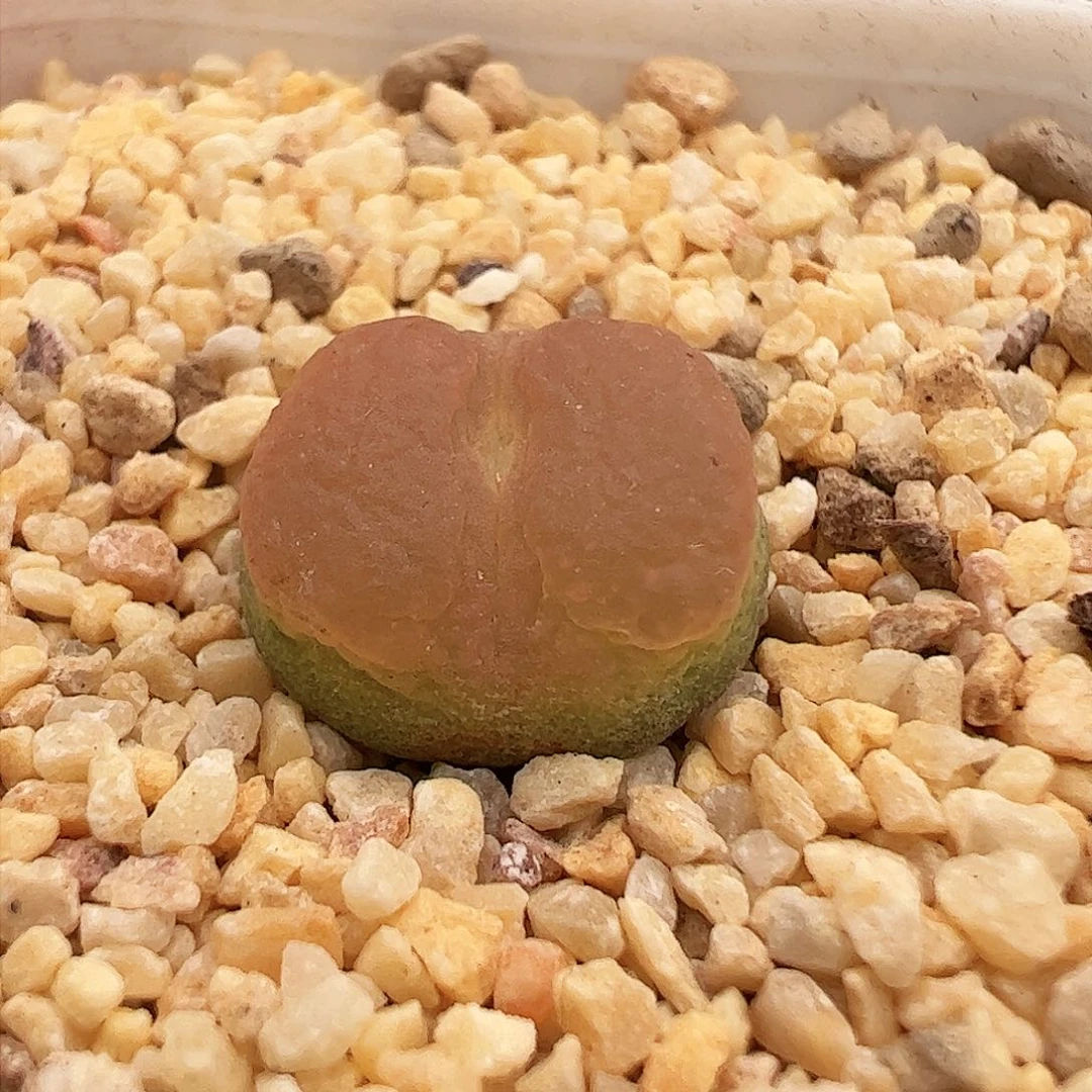 干疤福利48号肉锥。