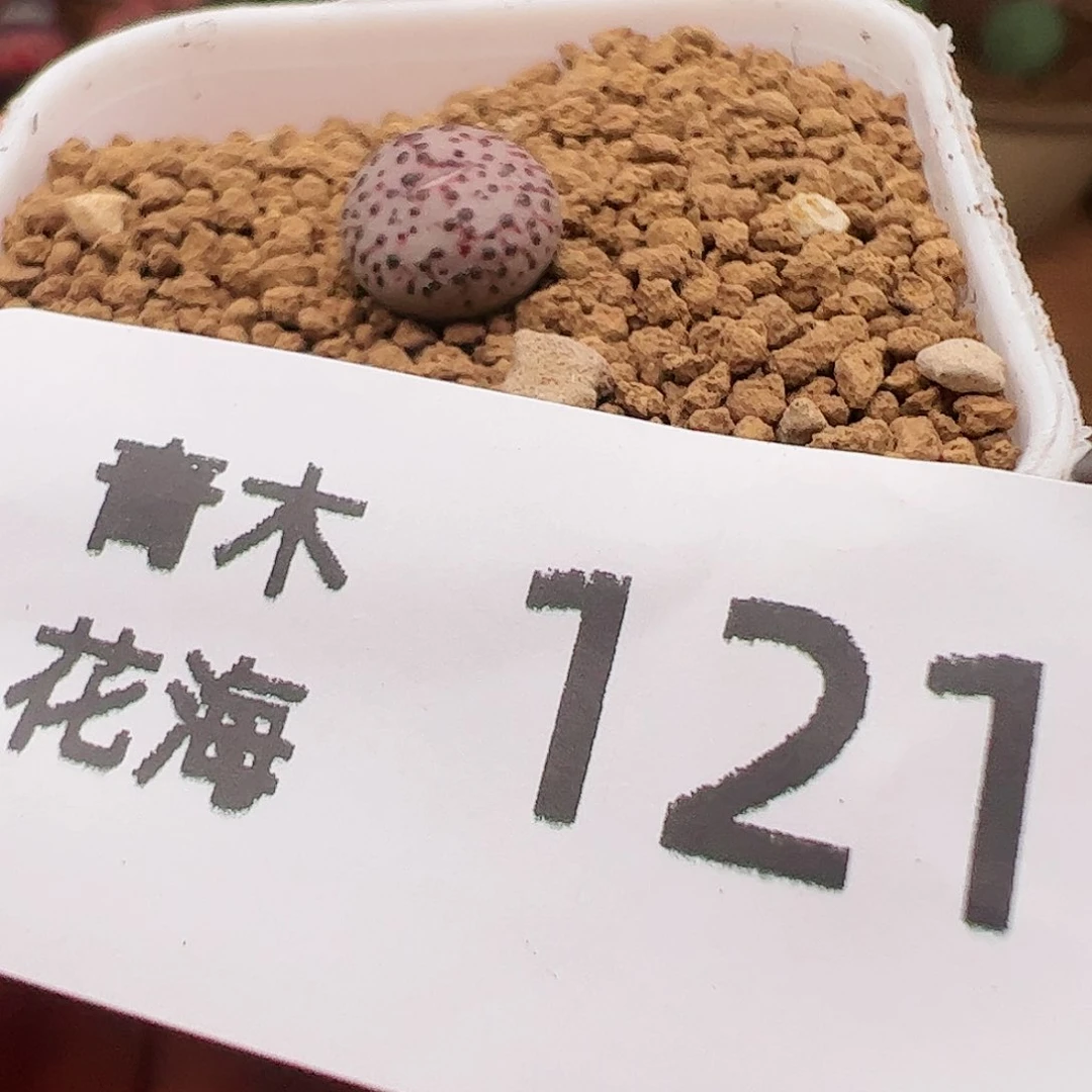 咸*多肉植物青木花海121