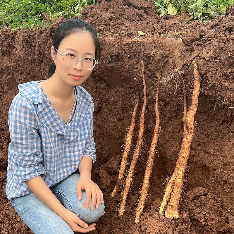 温县铁棍山药正宗垆土地铁棍怀山药土特产3斤装-5斤装