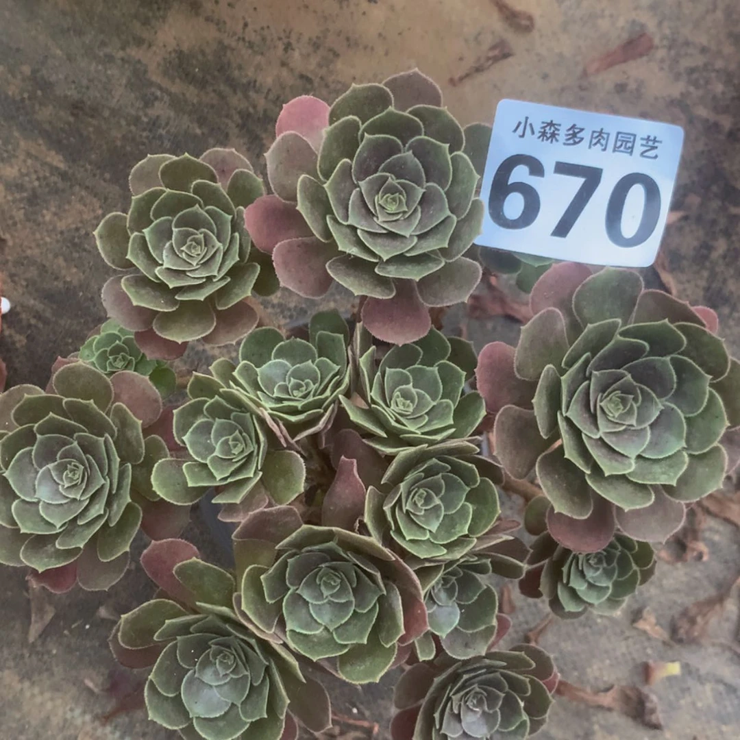 【闪购商品】670荷兰玫瑰