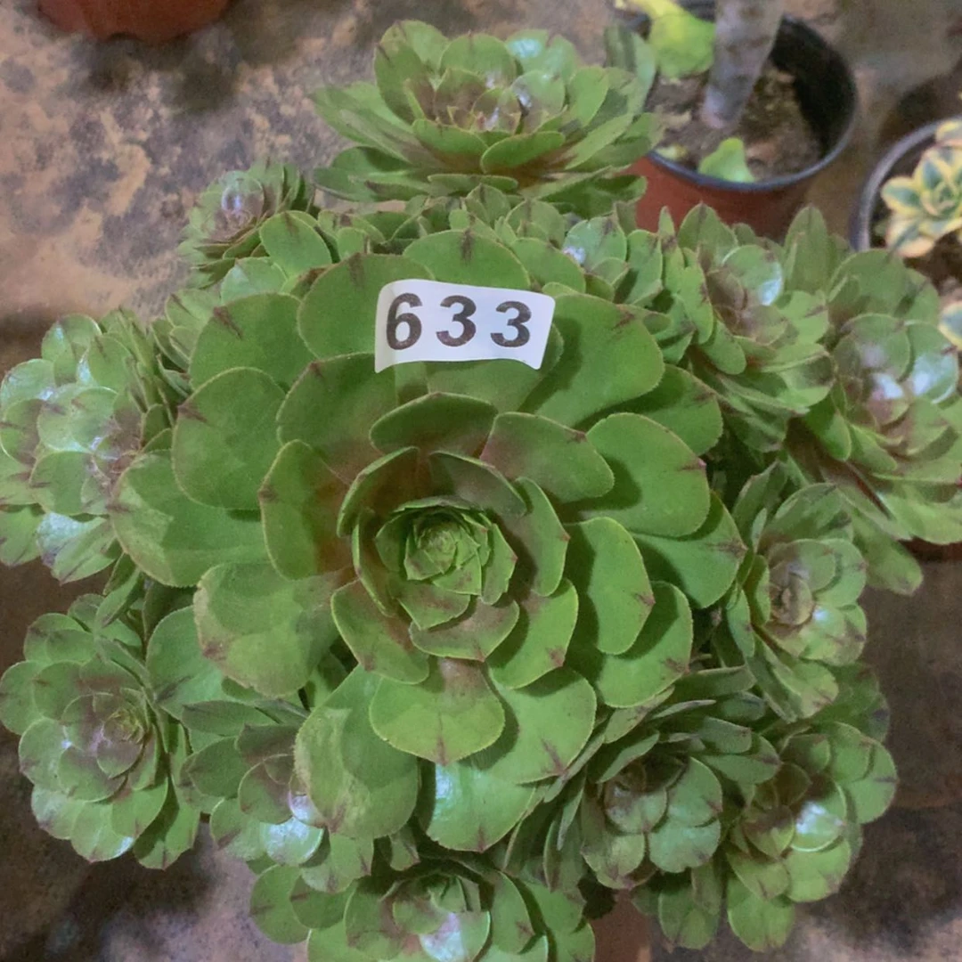 【闪购商品】633万拉斯多肉