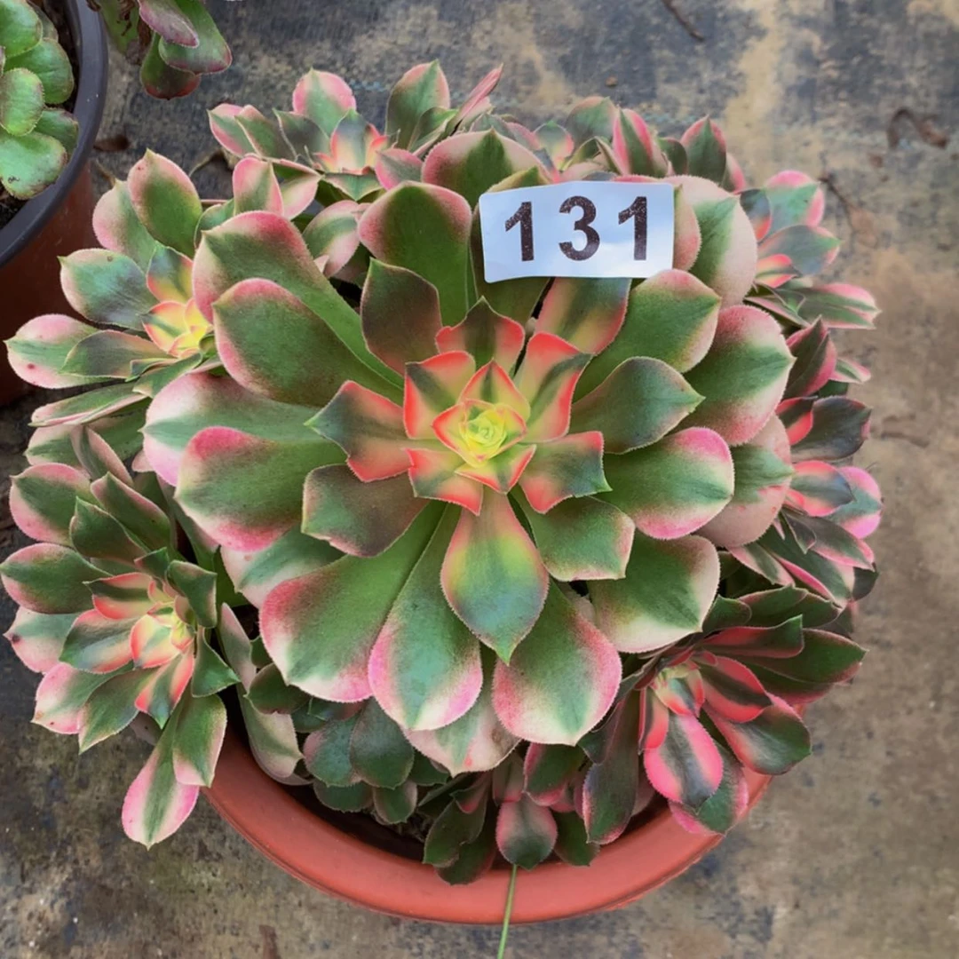 【闪购商品】131香妃多肉