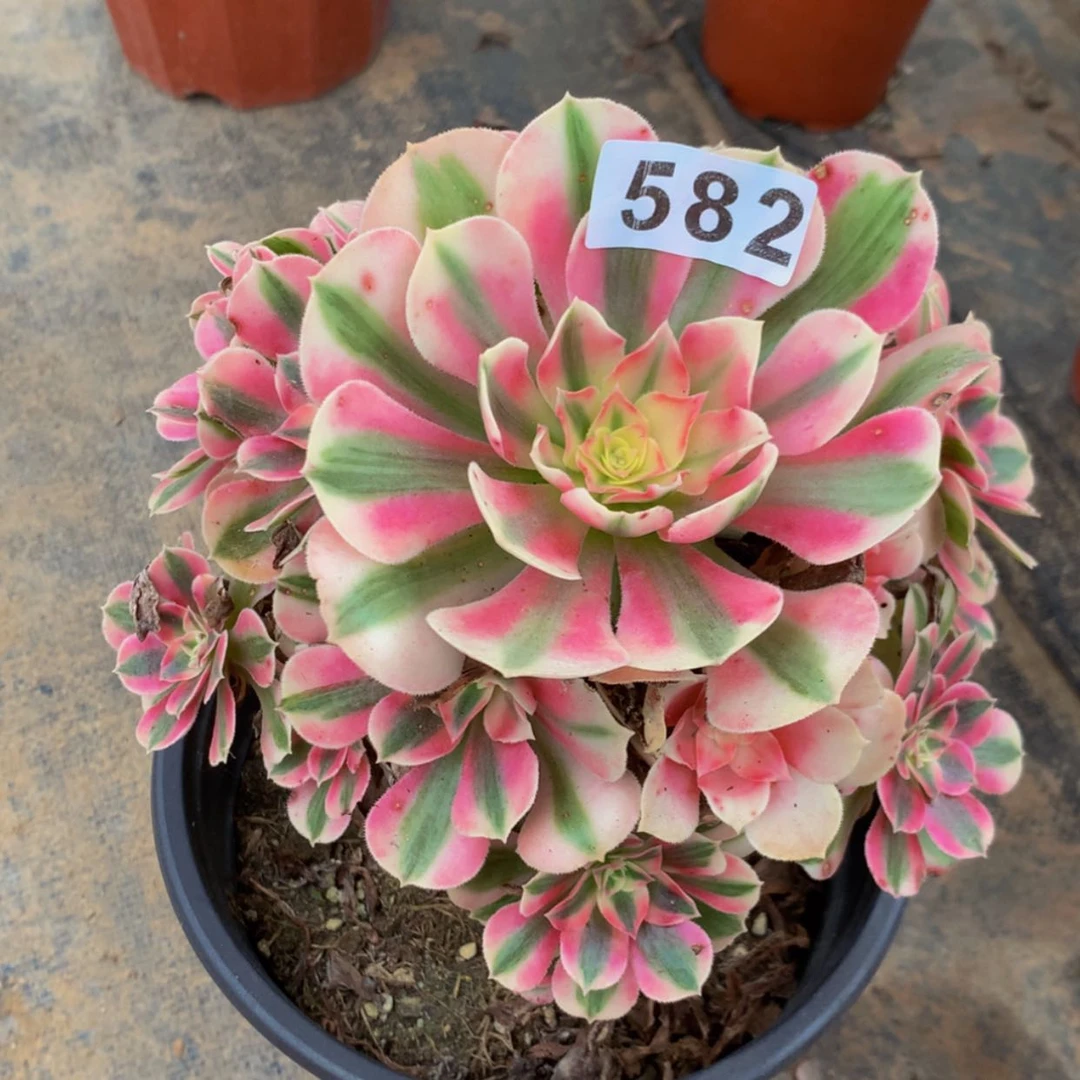 【闪购商品】582女巫多肉
