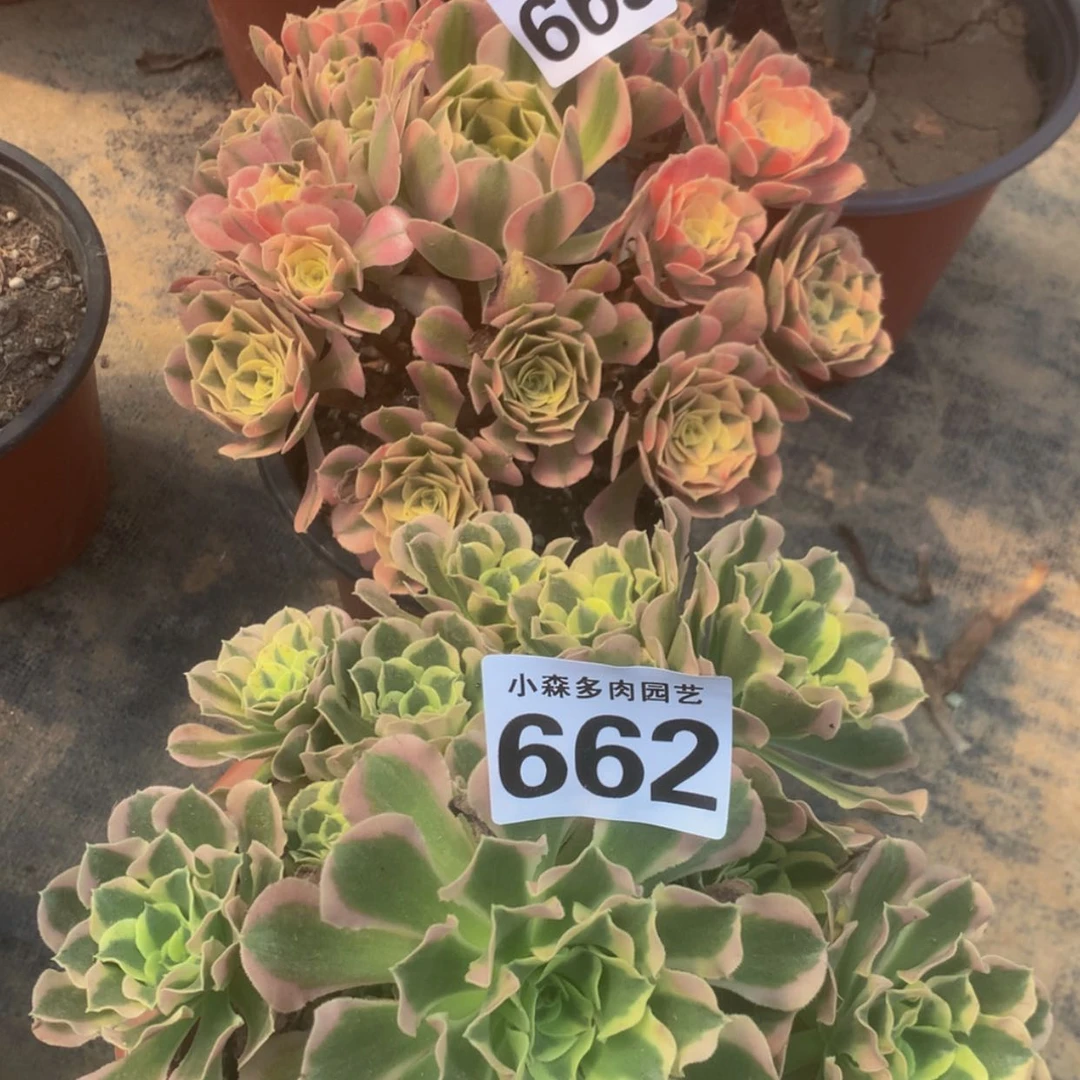 【闪购商品】662665白凤女巫多肉