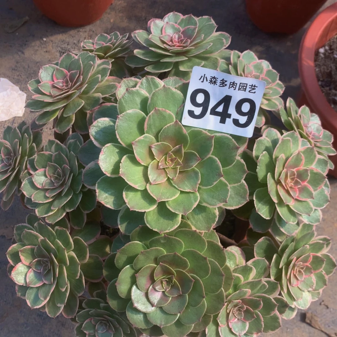 【闪购商品】949莲花座多肉