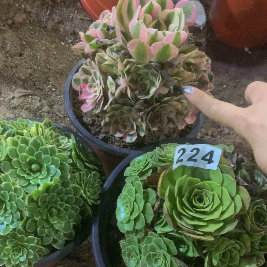 【闪购商品】224万翡翠冰女巫多肉
