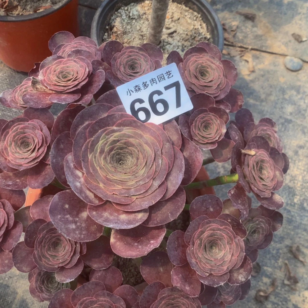 【闪购商品】?**?667魅金多肉