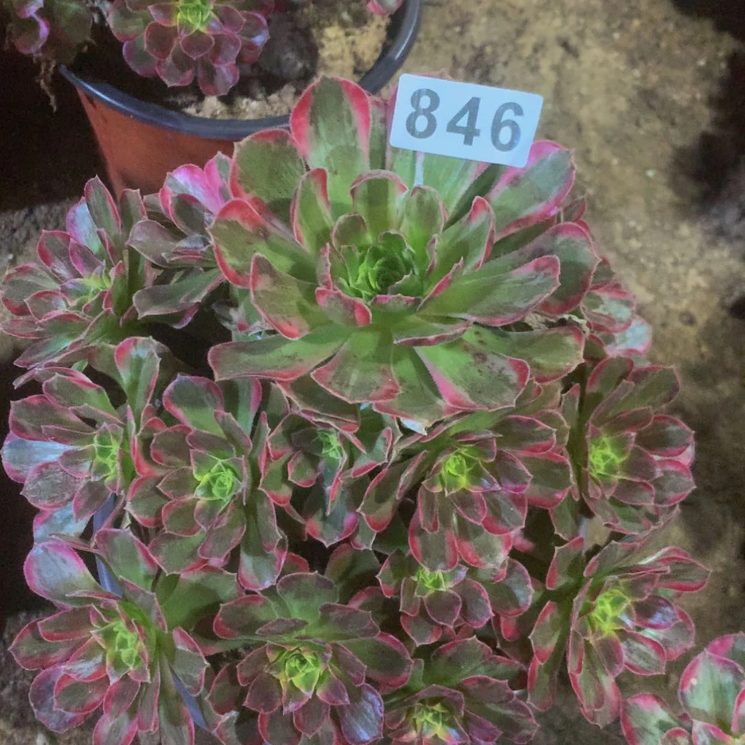 【闪购商品】846安娜多肉