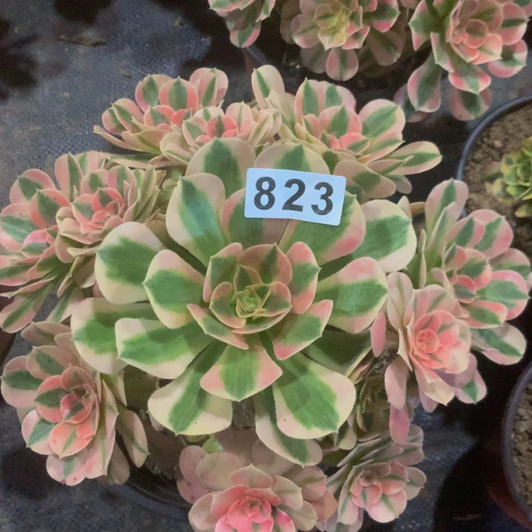 【闪购商品】823女巫多肉