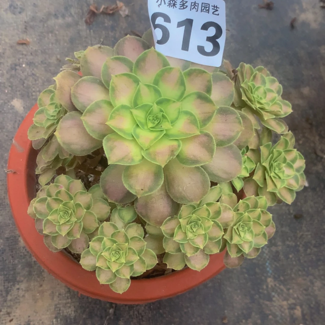 【闪购商品】613韶华