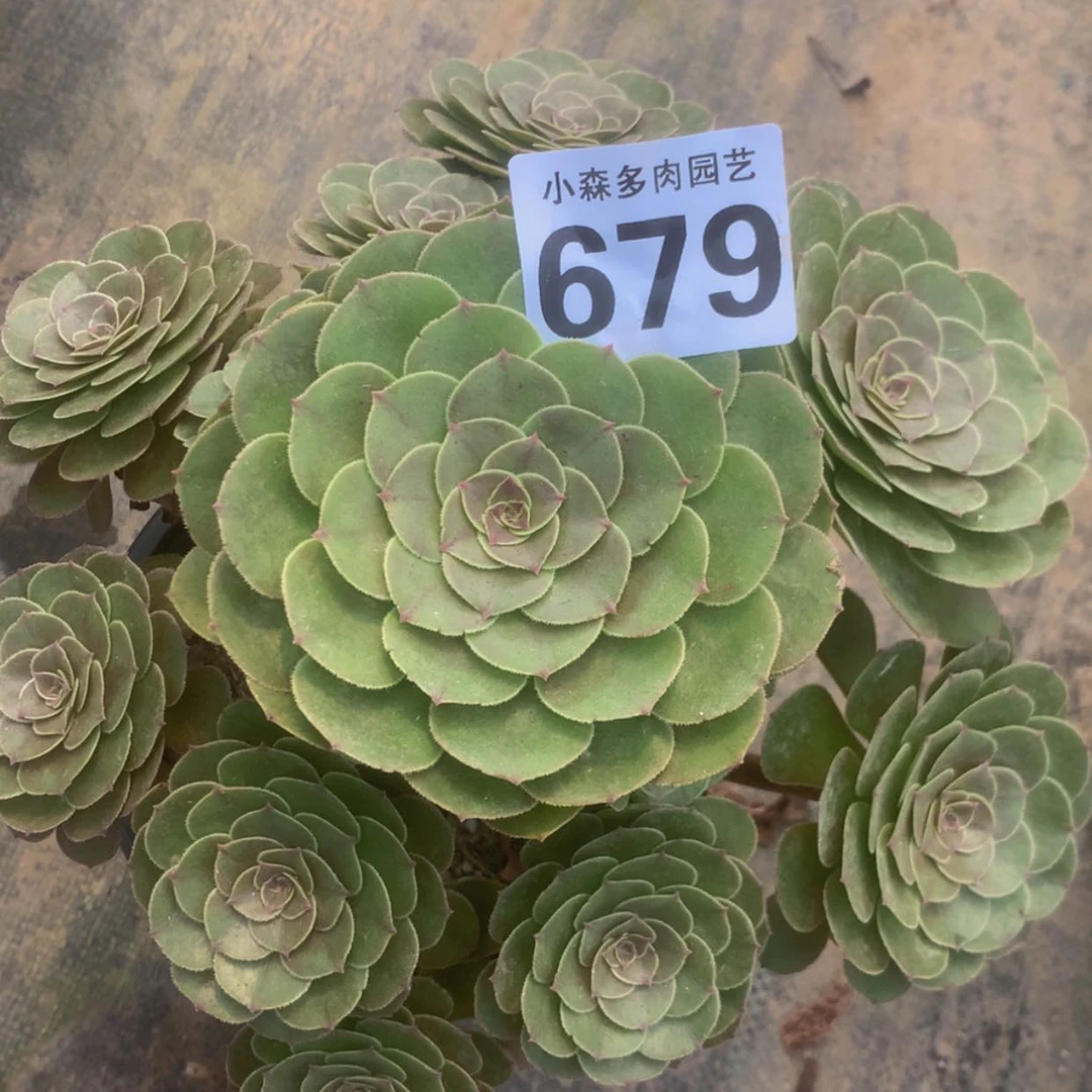 【闪购商品】679万圣节多肉