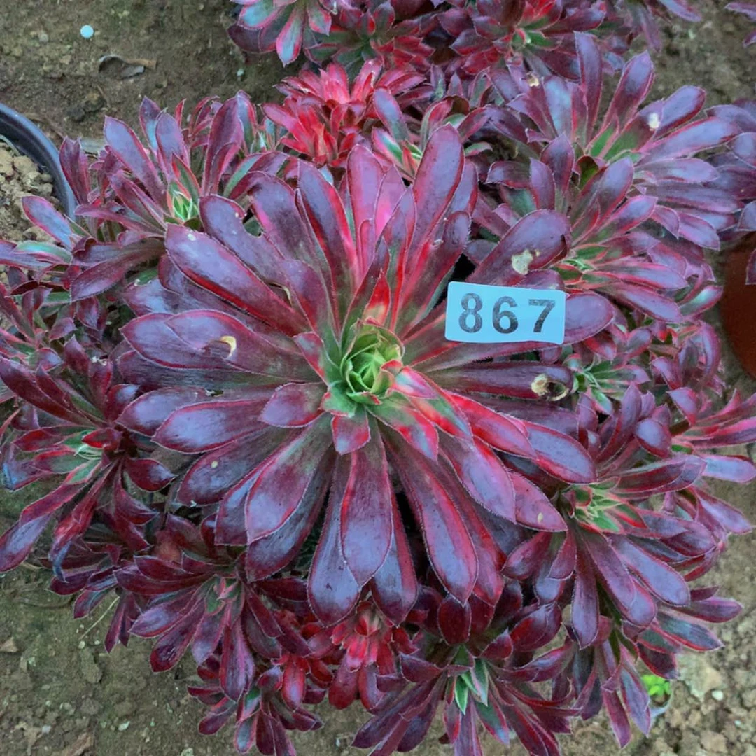 【闪购商品】867孔雀多肉