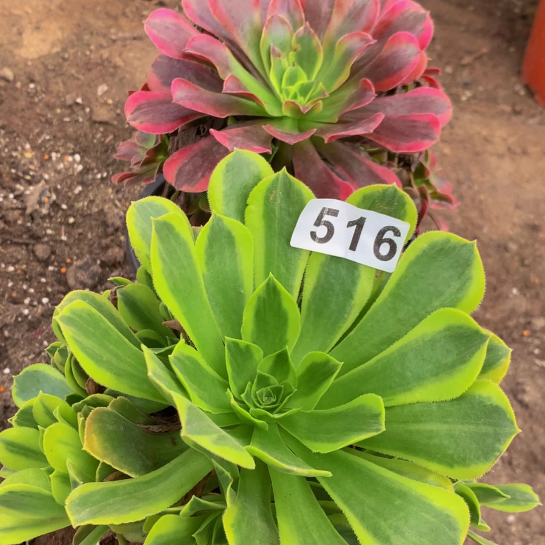 【闪购商品】516青蒙美杜莎多肉