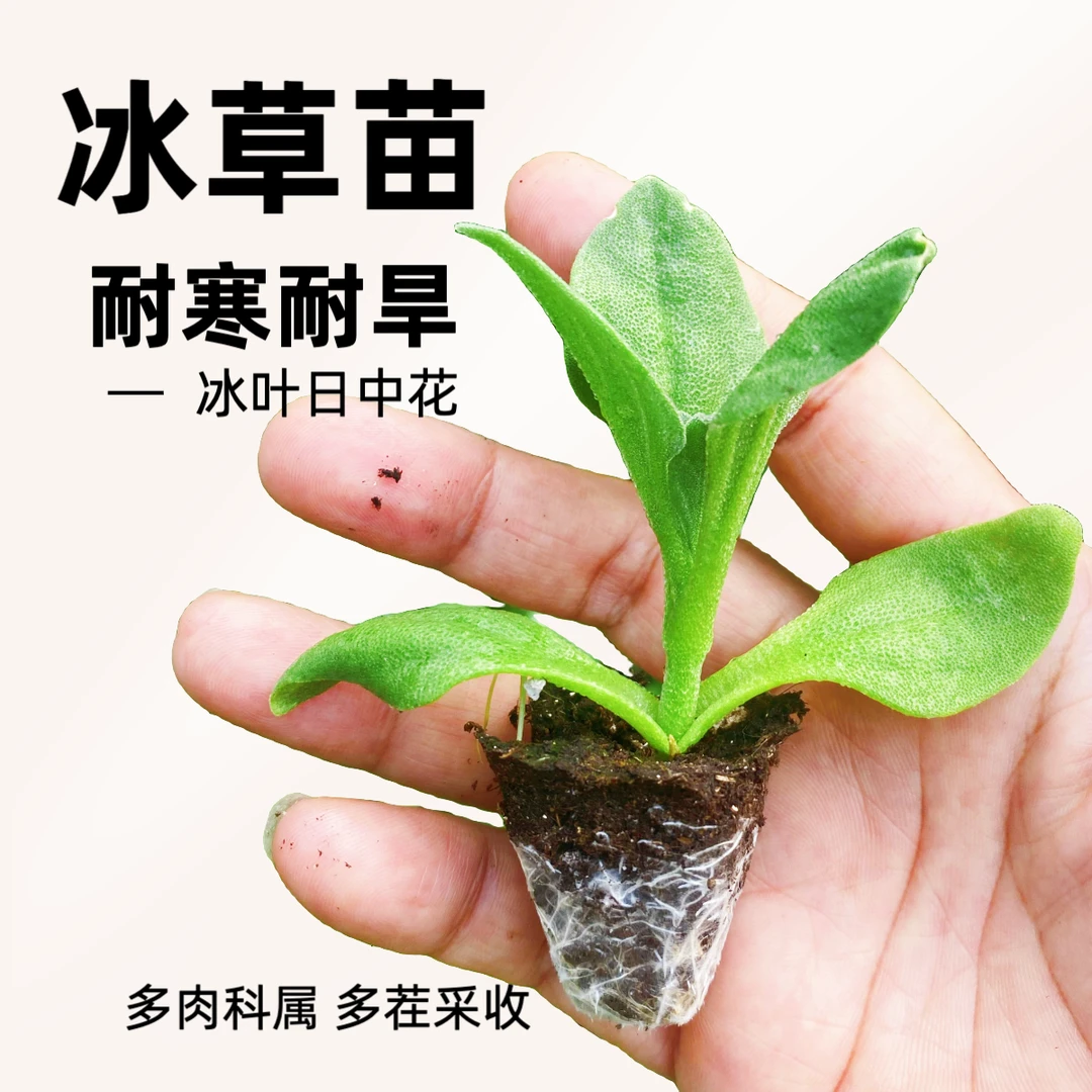 冰菜苗冰草苗冰叶日中花大叶冰菜秧苗寿光种苗苗厂直发穴盘苗直播