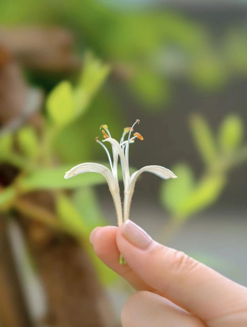 甄选金银花，有绒毛，开花期金银花，味道清香，冲泡简单可加枸杞