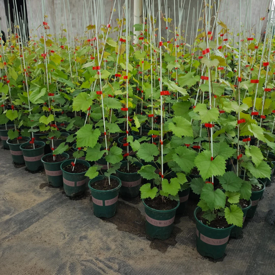 圆叶红宝石0.5加仑