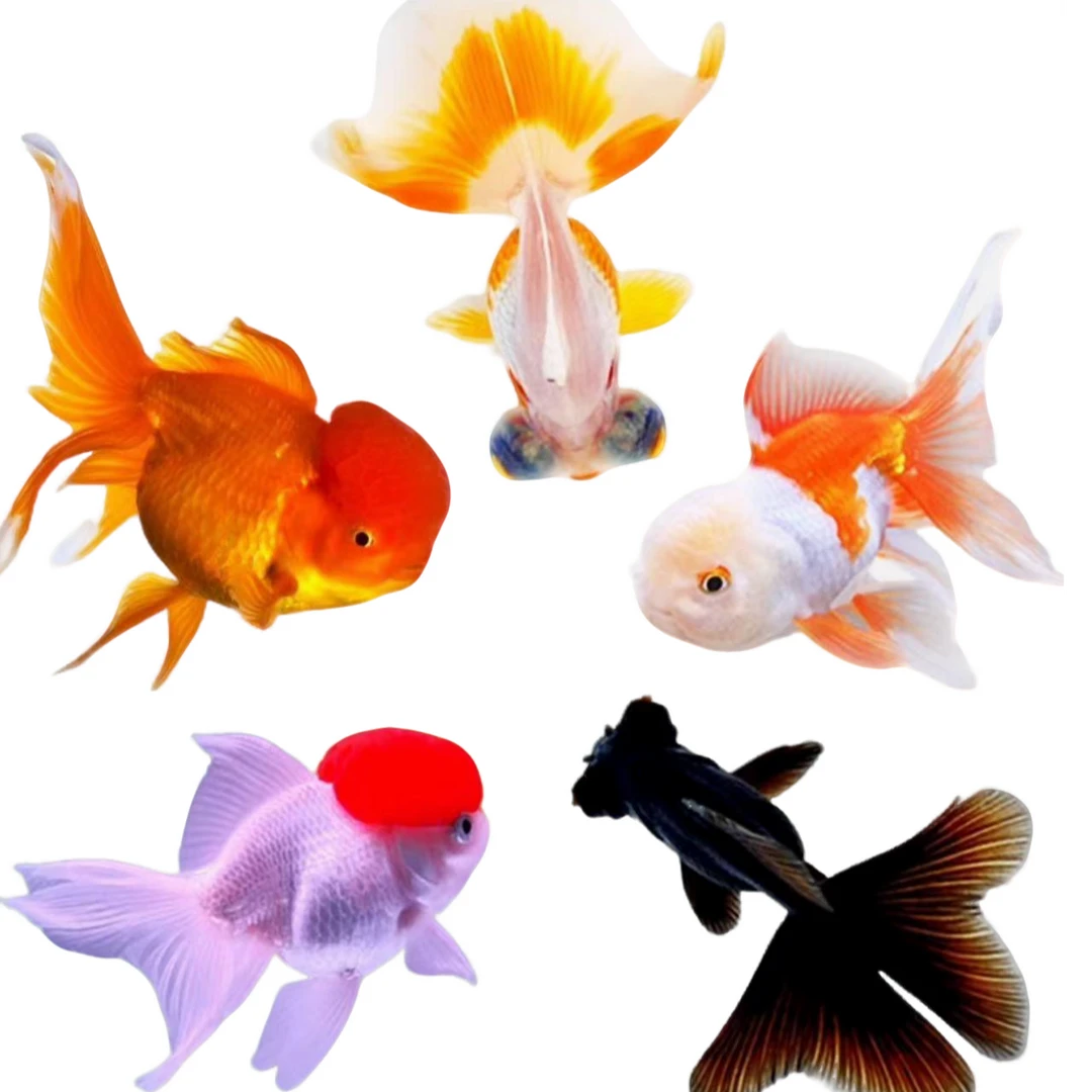 直播观赏鱼金鱼【百褶‘’兰寿‘’顶红’‘龙睛’‘国师】一物一拍