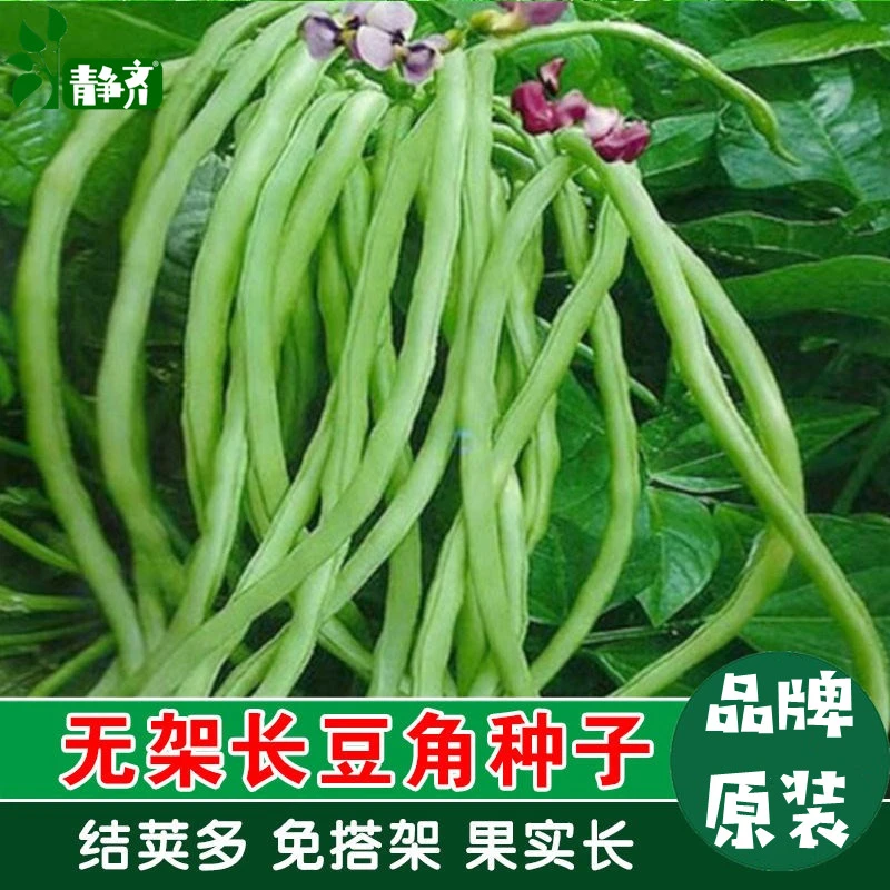 无架豇豆种子春夏秋季地豆不搭架豇豆种籽四季庭院盆栽蔬菜种孑