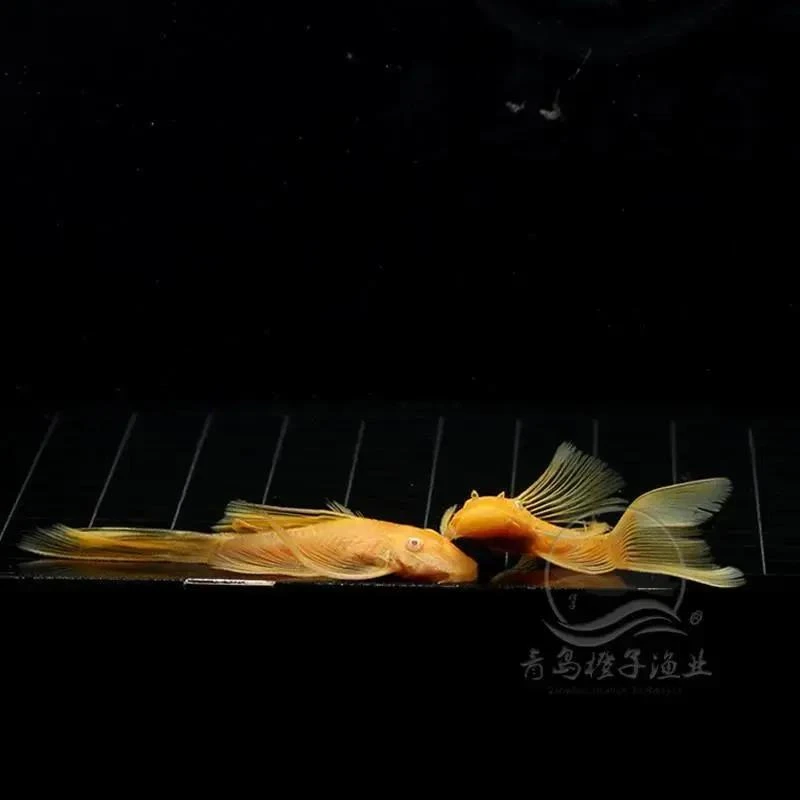 黄金胡子鱼大帆鱼热带观赏鱼小型清道夫擦缸除藻工具鱼淡水宠物鱼