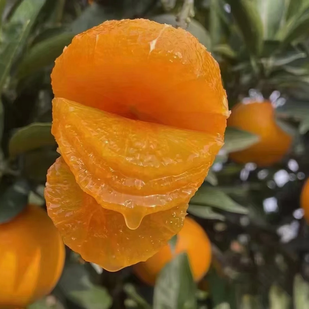 【正宗伦晚甜橙】秭归脐橙春橙帝王橙子应季生鲜水果净3/5/9斤包邮