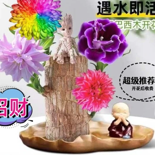 【可开花】新巴西木水养幸运盆栽室内四季长青驱蚊迷你绿植花卉盆栽