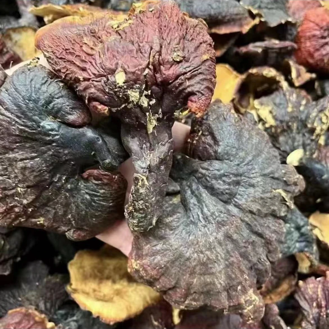 【阿成山货推荐】松杉白心灵芝