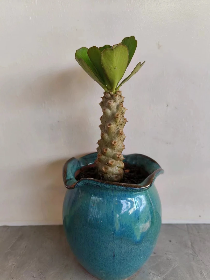 大戟科多肉植物扇贝麒麟高15厘米