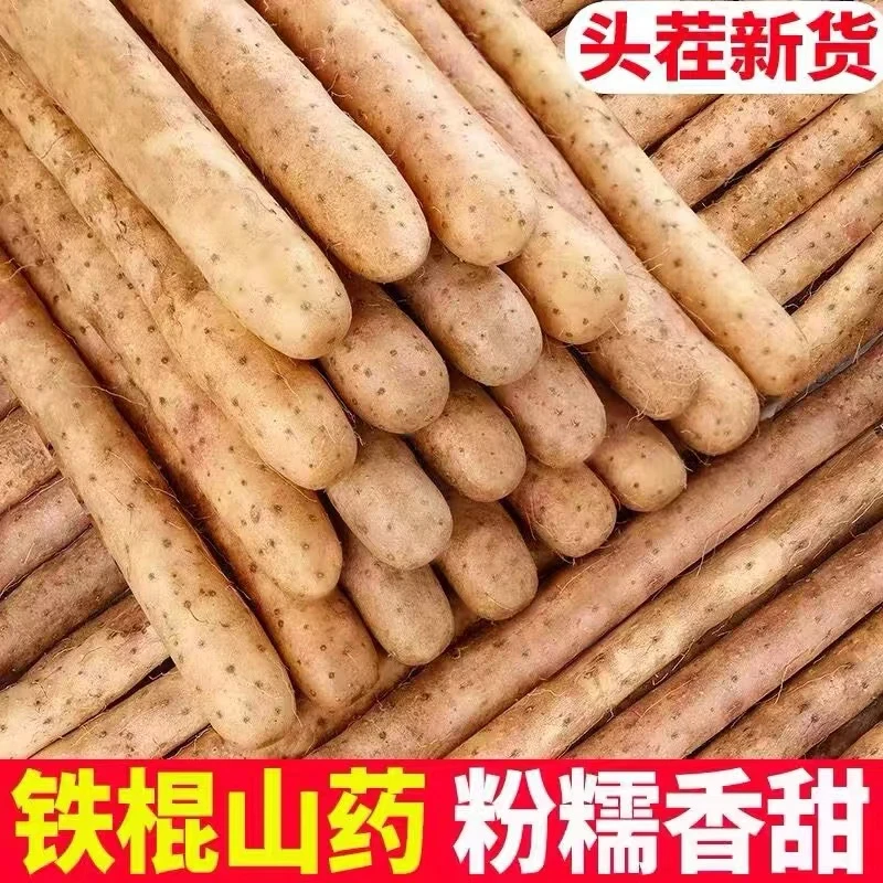 正宗铁棍山药小白嘴山药淮山药新鲜种植产地直发带土5斤50-70cm