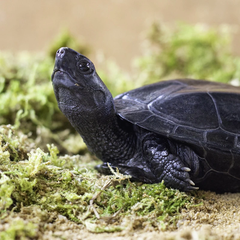 母龟观赏龟直播链接