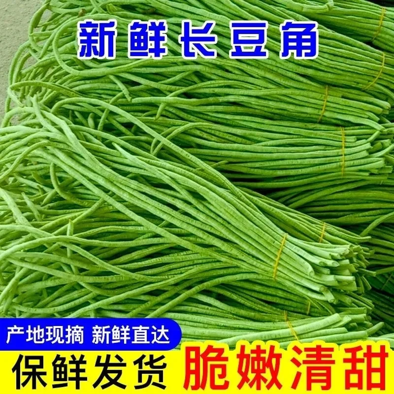 当天现摘长豆角4斤新鲜蔬菜3斤嫩豇豆现摘青豆角可腌制酸豆角批发