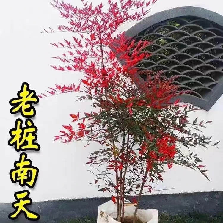 南天竹盆栽 红天竺大花树苗火焰老桩盆景结果植物果叶植物耐寒