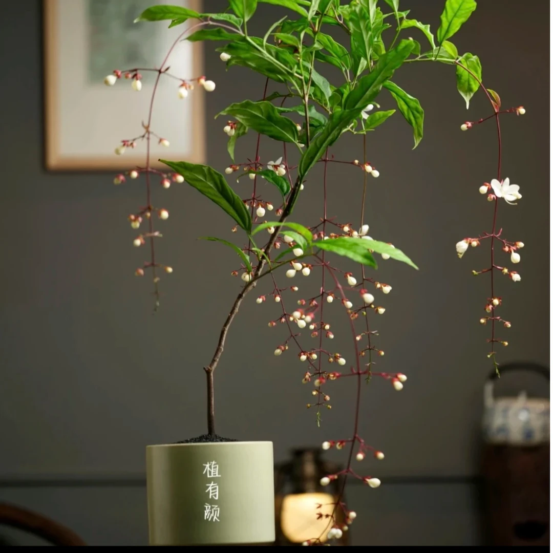泰国垂丝茉莉白玉蝴蝶好养易活多年生木本花卉室内花卉耐热