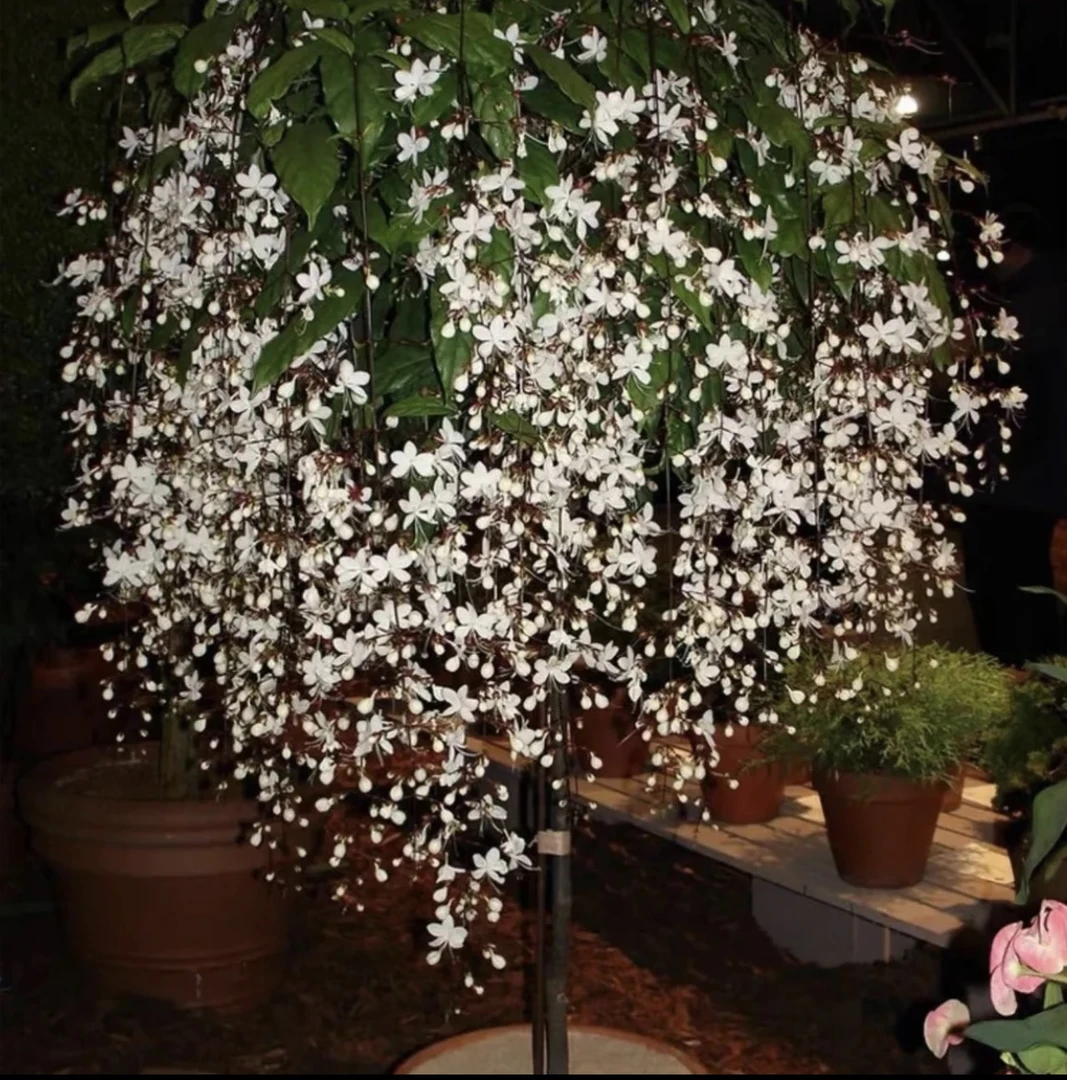 泰国垂丝茉莉白小苗带花丝白玉蝴蝶仙气飘飘高端室内花卉好养易活