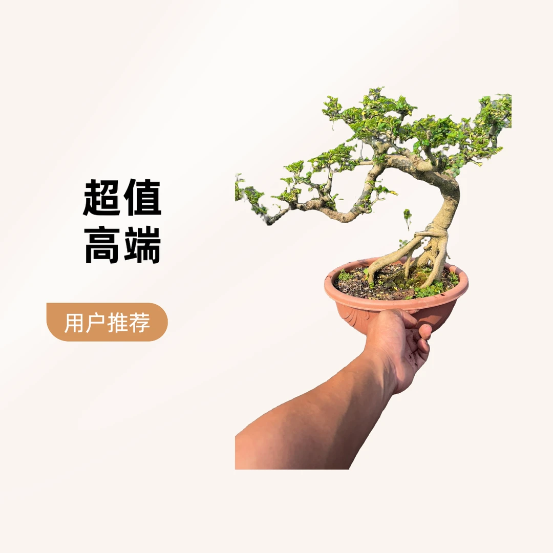 高端盆景一物一拍链接付款对应价格