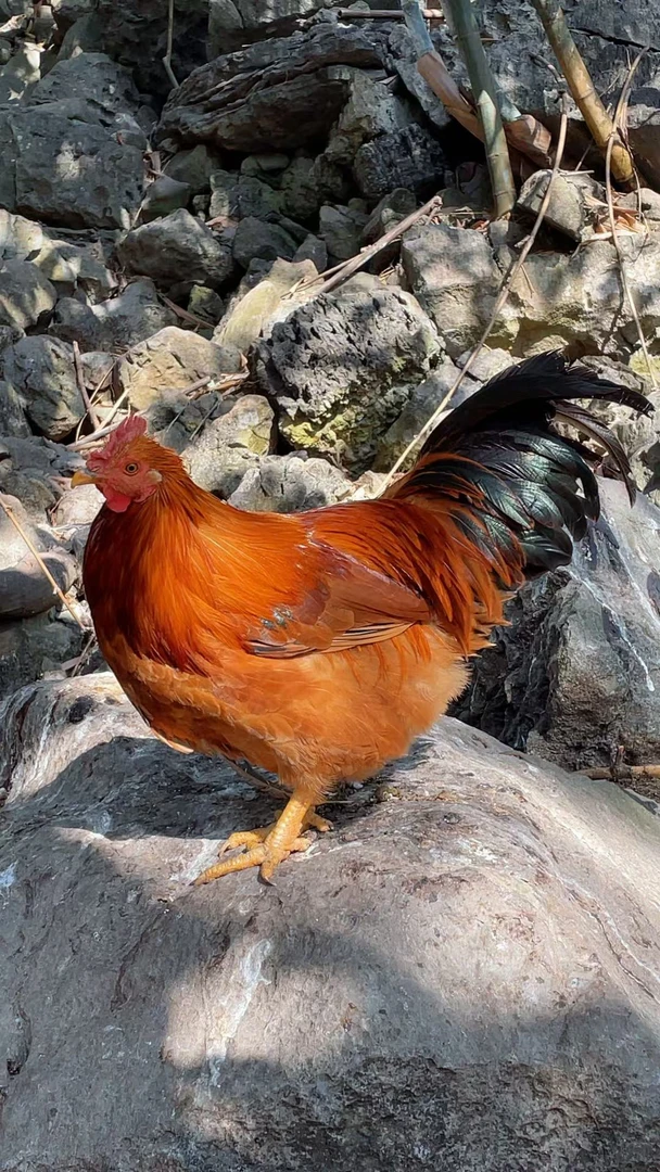 广西300 多天阉鸡-山地散养-现杀生鲜（广西周边可发活鸡）