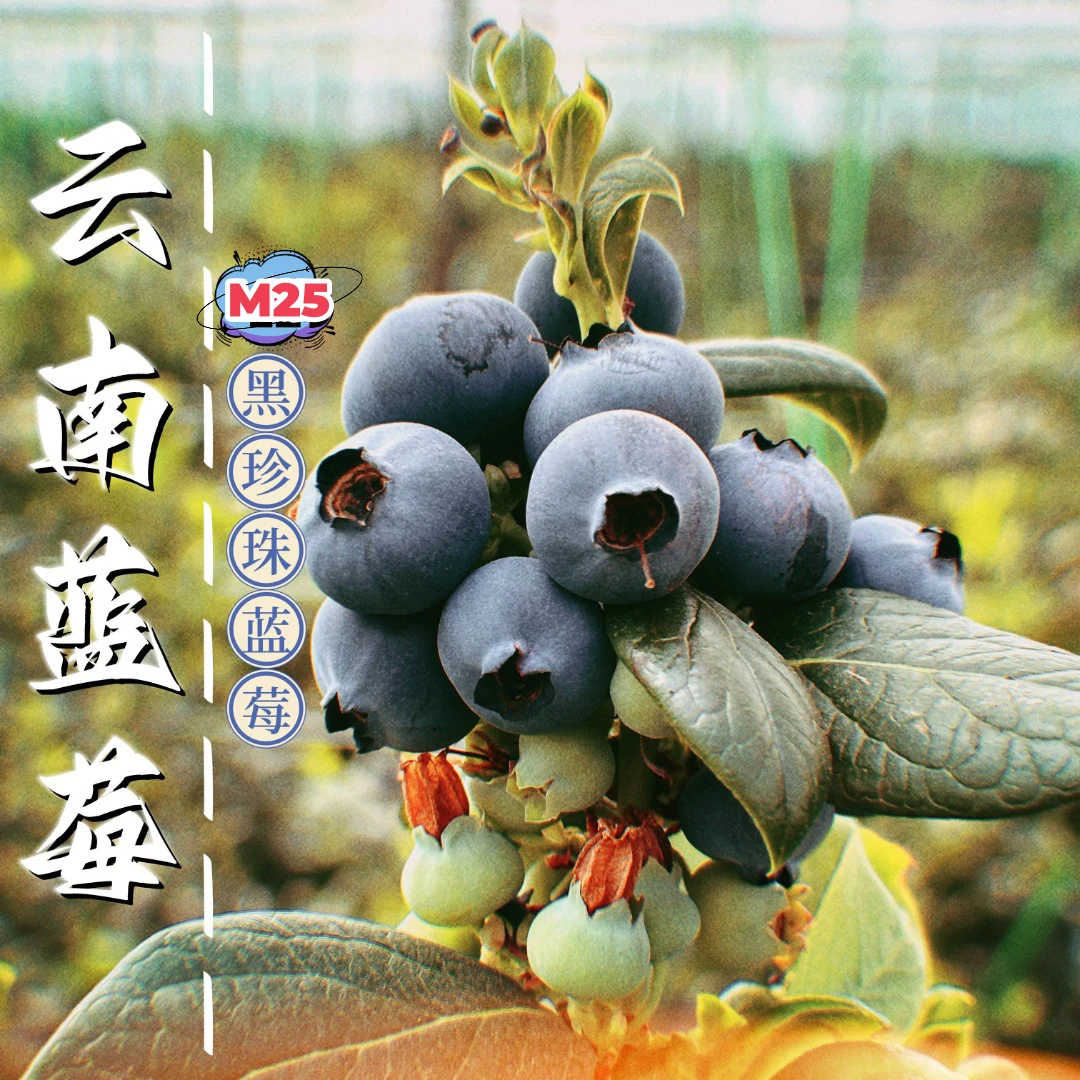 【M25神仙莓】云南抚仙仙莓450g 纯甜蓝莓 脆甜花香浓郁 新鲜采摘