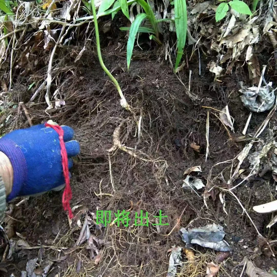 长白山特产新鲜采挖放山货老底子野籽直播链接一物一拍以实物为准