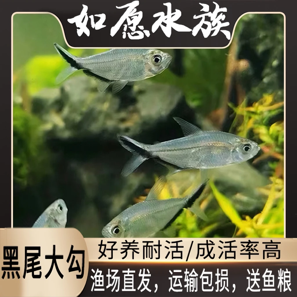 【顺丰包邮】黑尾大勾群游鱼草缸小型活体热带观赏鱼淡水好养灯科鱼